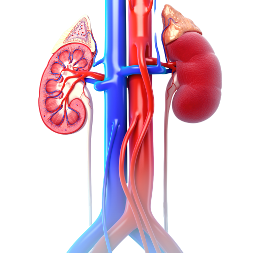 Kidney 1