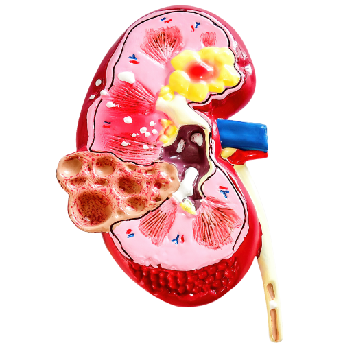 Kidney-2PNG