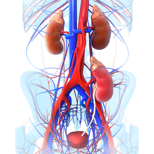 Kidney-3-PNG