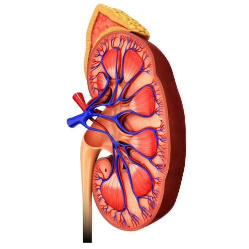 Kidney